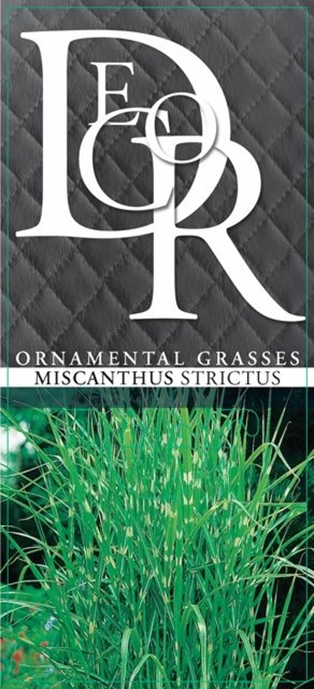 Miscanthus sin. 'Strictus' - C10